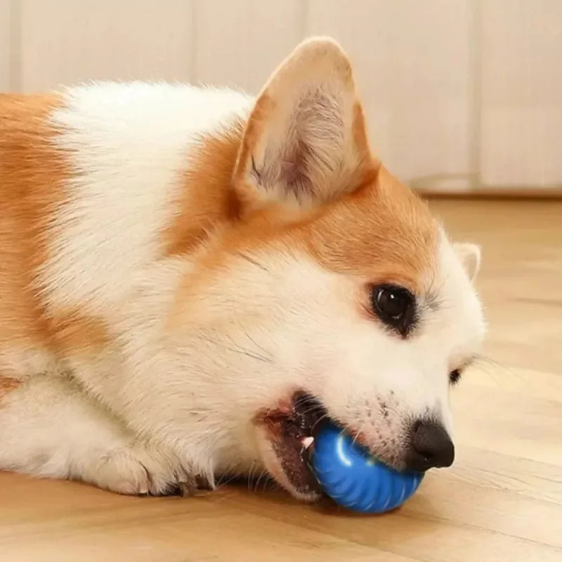 Dog Toy Ball Automatic